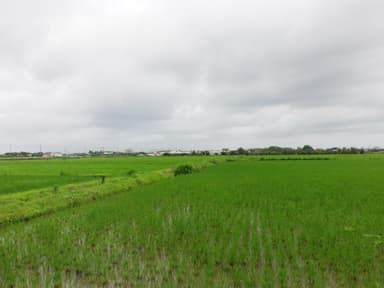 水田(フルボ酸散布後)