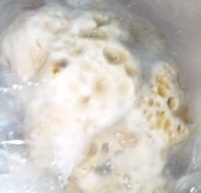 越後白雪茸2