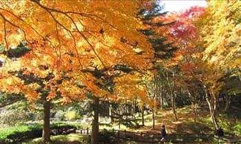 紅葉イメージ
