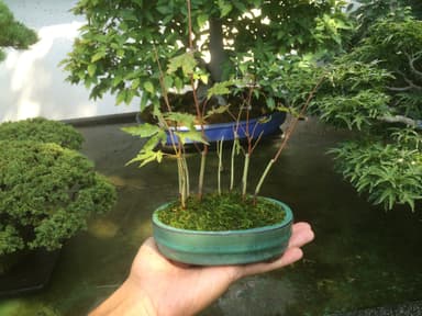 盆栽入門 小さな秋・モミジの寄せ植えづくり