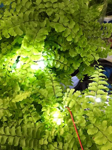 観葉植物に