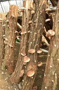 シイタケの原木栽培