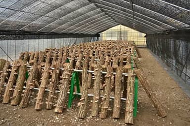 ビニールハウスの内部