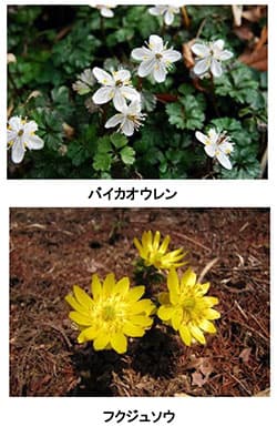 観賞できる花
