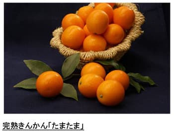 完熟きんかん「たまたま」