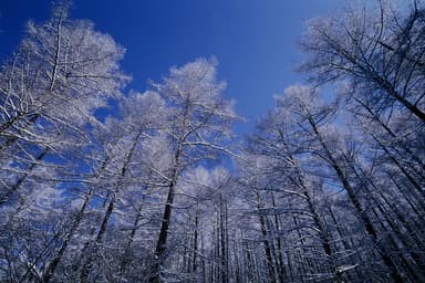 美しい景色が広がる冬の軽井沢