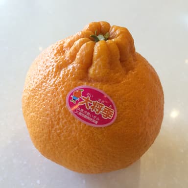 阿久根原産「大将季」(デコポン)