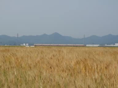 【準グランプリ】タイトル：麦秋　応募者ニックネーム：りょう(足利市)