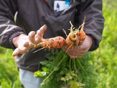 『manma 四季の離乳食』に使用する野菜