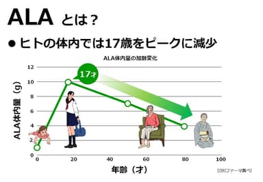ALAは17歳をピークに減り始める