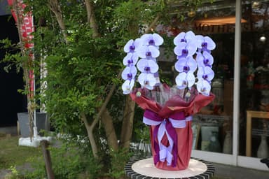 パープルエレガンス2本立