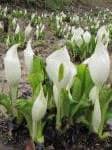 ミズバショウ