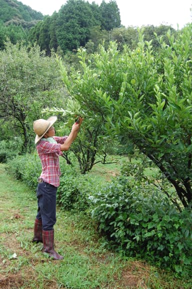 特産・香酸柑橘類「へべす」の収穫