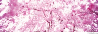 中目黒アート花見会「SAKURA Group」展 写真