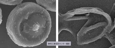 左：正常な花粉分子、右：1時間後の分解された花粉分子