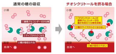 通常の糖の吸収と「チオシクリトール」を摂る場合