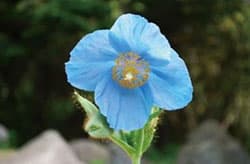 ヒマラヤの青いケシ