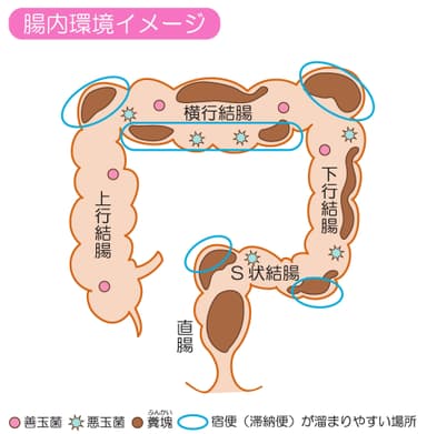 大腸全体イメージイラスト