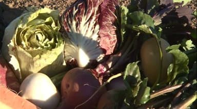福島産の野菜