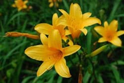 ニッコウキスゲ