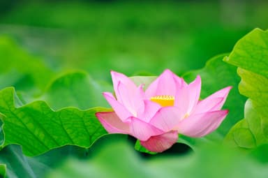 蓮の花