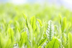 新茶