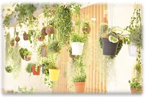 「グリーンプランツ」各種イメージ