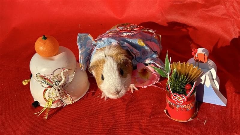 「のじま動物園」親子で楽しむ季節のスペシャル体験 『冬のどうぶつえんまつり』 1月・2月に開催!