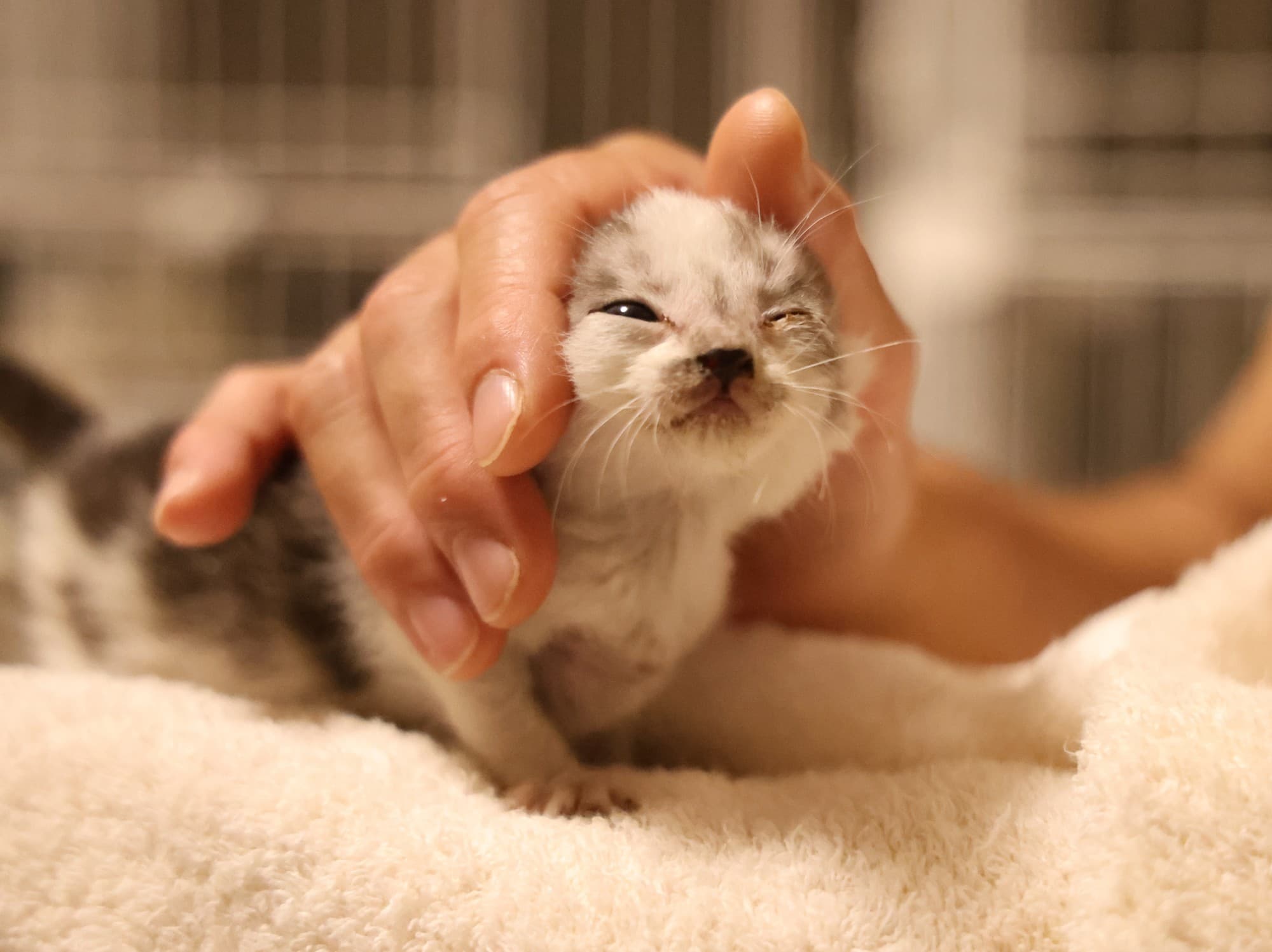 【”ずっとのおうち”へ!】保護猫を1匹でも多く医療にかけて 未来の里親さんに繋げるためのクラウドファンディングを実施中