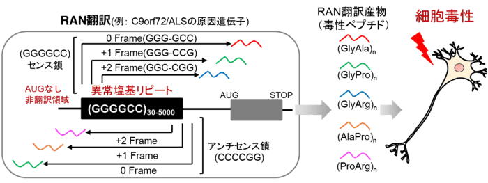 神経変性疾患に関わる異常なタンパク質合成を制御する仕組みを解明 -異常なタンパク質合成の仕組みに迫り、新たな治療戦略の可能性を提示-