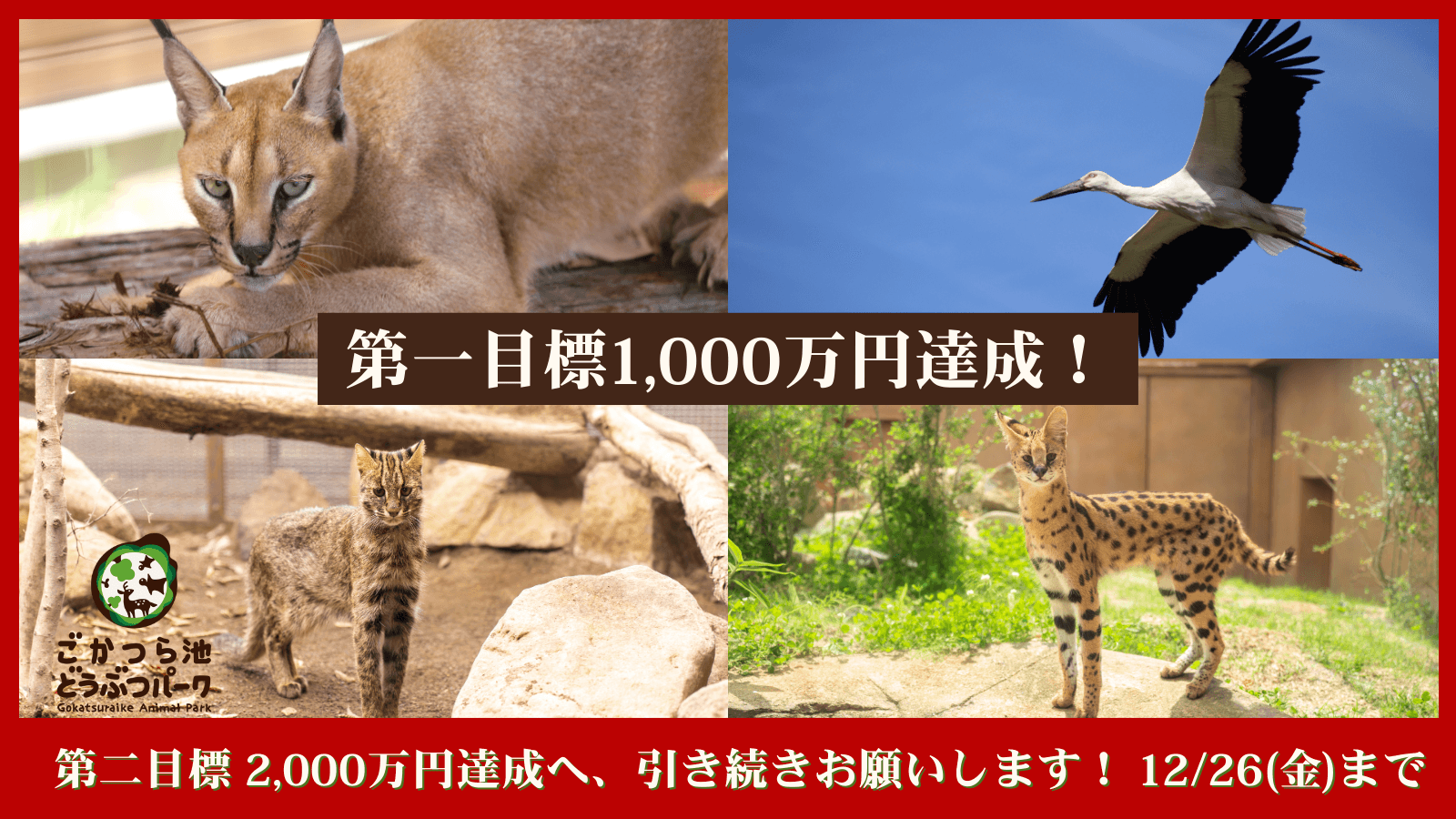 ごかつら池どうぶつパーク、クラウドファンディング第一目標達成!アムールヤマネコやサーバルキャット迎え入れに向け第二目標へ挑戦