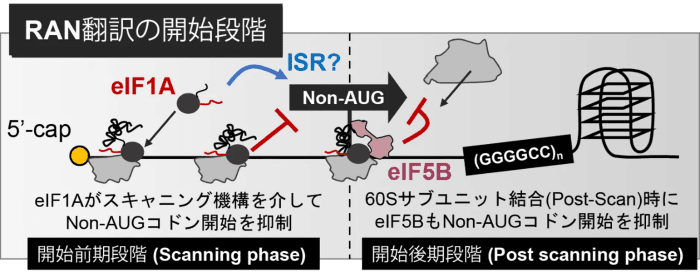 神経変性疾患に関わる異常なタンパク質合成を制御する仕組みを解明 -異常なタンパク質合成の仕組みに迫り、新たな治療戦略の可能性を提示-