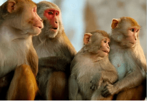 世界の実験猿市場規模、成長ポテンシャル、地域別動向(2026-2032)