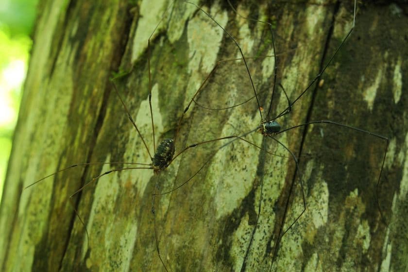 星野リゾート 奥入瀬渓流ホテル
大自然の中で苦手な虫と歩み寄るアクティビティ
「虫との和解ツアー」新登場
提供期間:2019年6月1日~7月31日