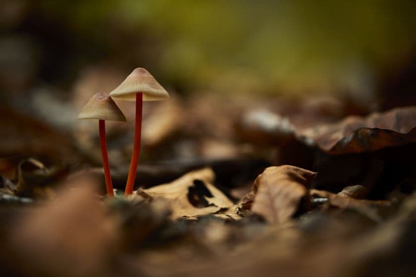 星野リゾート 奥入瀬渓流ホテル
個性あふれるキノコに会いに行くアクティビティ
「気になるキノコさんぽ」開催
期間:2019年9月1日~10月4日