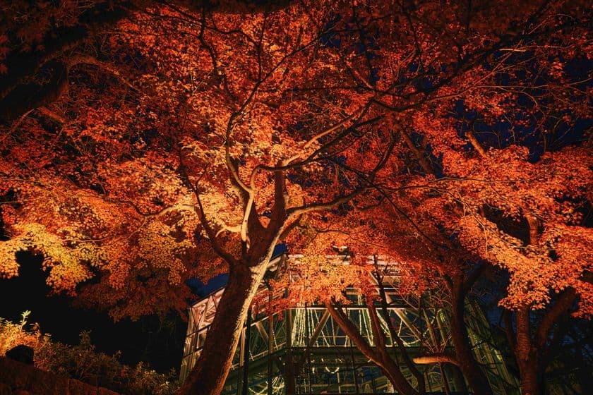 紅葉×クリスマスがコラボする唯一の場所「神戸布引ハーブ園」
今年は『布引の紅葉』のライトアップを大規模に開催!
【開催期間:11月8日(土)~12月上旬】