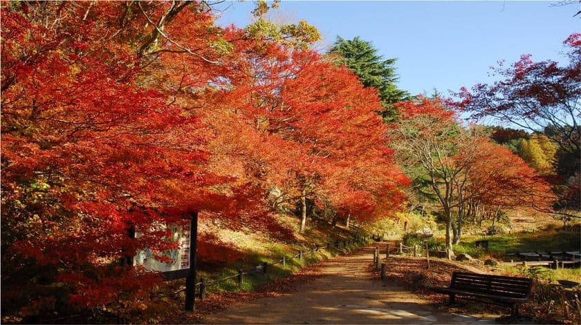六甲高山植物園 一足早く「紅葉」が見頃!
夜間開園イベント
「ひかりの森~夜の芸術散歩~」も開催中