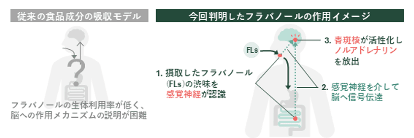 ワインやチョコレートの渋みで記憶力向上、
感覚刺激で作用と判明 
芝浦工大、フラバノールの脳作用メカニズムを解明