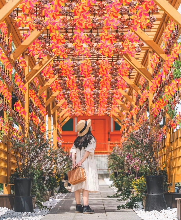 かざぐるま(1)(昨年の様子)