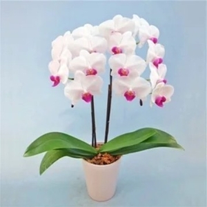 03A3r67YZvLTZTEDPBvE.jpeg?w=940&h=940