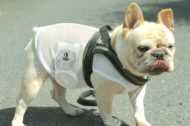 着るだけで-6℃！※1 「空調ペット服 COOL DOG(R)」　 ご要望に応え、9Lまでサイズ展開追加、 2023新コレクション発売！