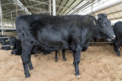 04ua6Xzr1Ot2AbEhK8wa.jpeg?w=940&h=940