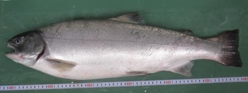 近畿大学水産研究所×入善町×入善漁協の共同プロジェクト　富山湾深層水でのサクラマス商用養殖試験を開始