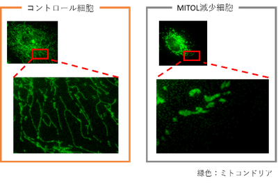 05bh2TPI7yfCQ5UsT8uS.png?w=940&h=940