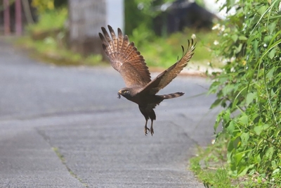 05yc9TwrkfhvXBjecNRT.jpeg?w=940&h=940