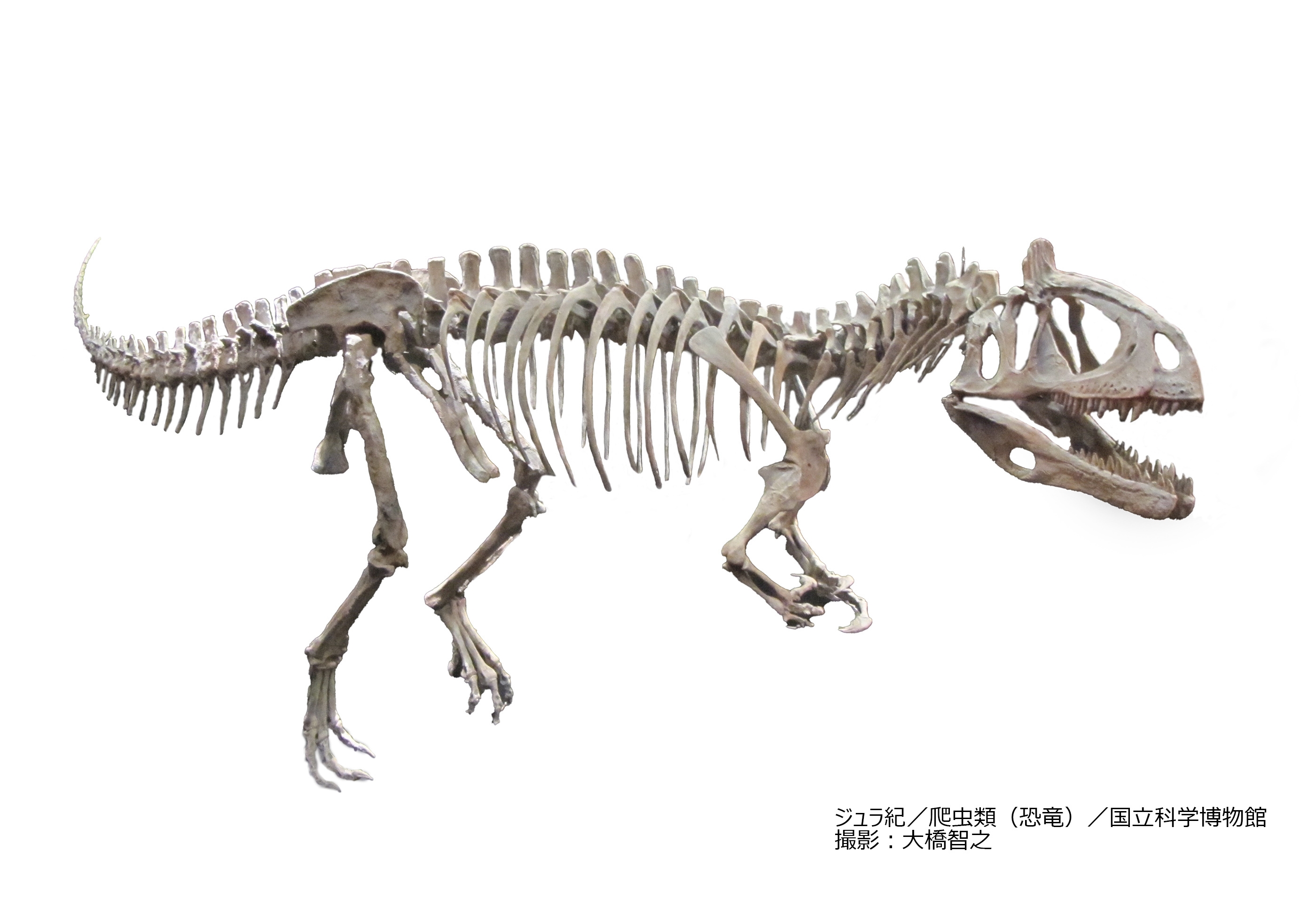 クリオロフォサウルス(レプリカ)