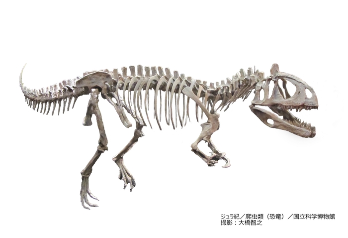 クリオロフォサウルス(レプリカ)