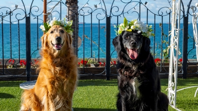 0A23w8uVBwmbrra5SbZ6.jpg?w=940&h=940