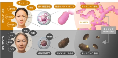 図．MITOL量の減少に伴う老化メカニズムイメージ