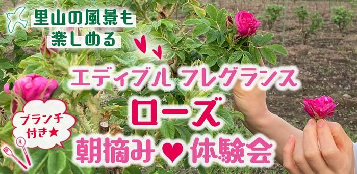 エディブル フレグランス ローズ 朝摘み体験会